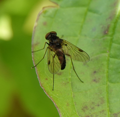 Chrysopilus cristatus