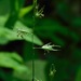 Danthonia sericea - Photo (c) Michael J. Papay,  זכויות יוצרים חלקיות (CC BY), הועלה על ידי Michael J. Papay