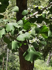 Ginkgo biloba