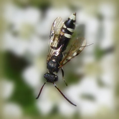 Sapyga martinii
