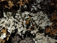 Ricasolia amplissima