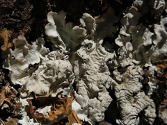 Ricasolia amplissima