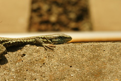 Podarcis muralis