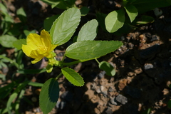 Corchorus pascuorum