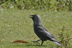Corvus monedula