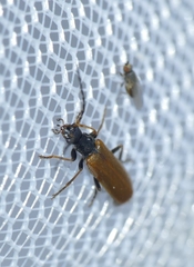 Rhagonycha nigriventris