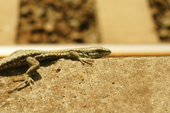 Podarcis muralis