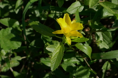 Corchorus pascuorum