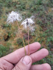 Eriophorum brachyantherum