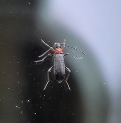 Grammoptera haematites