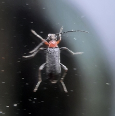 Grammoptera haematites