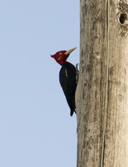 Campephilus leucopogon