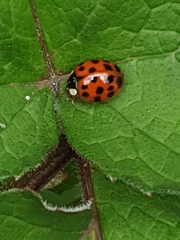 Harmonia axyridis