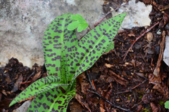 Dactylorhiza saccifera