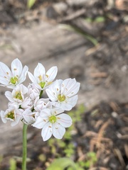 Allium trifoliatum