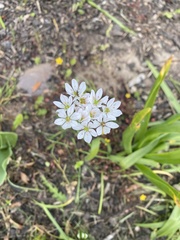 Allium trifoliatum