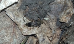 Ontholestes cingulatus