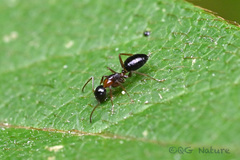 Camponotus vitiosus