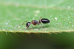 Camponotus vitiosus