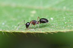 Camponotus vitiosus