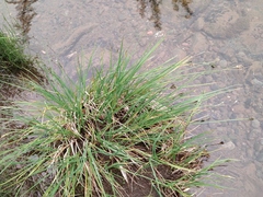 Carex eleusinoides
