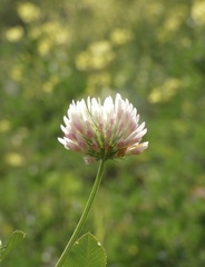 Trifolium