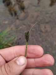 Carex eleusinoides