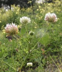 Trifolium