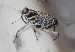 Zygops pius