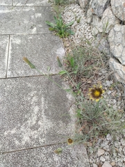 Tragopogon castellanus