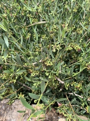 Periploca laevigata angustifolia