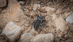 Alphasida holosericea