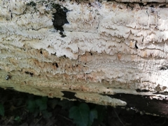Cerocorticium
