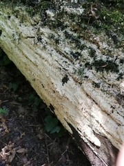 Cerocorticium