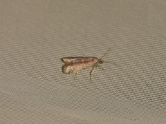 Ephestia elutella