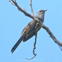 Cacomantis merulinus