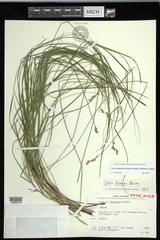 Carex echinodes