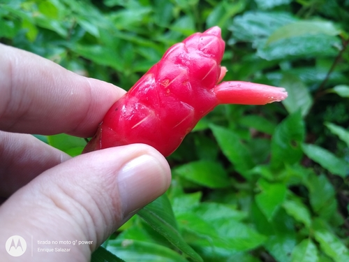 Costus sprucei (Costus sprucei)