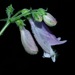 Eastern Gray Beardtongue - Photo (c) Michael J. Papay, some rights reserved (CC BY), uploaded by Michael J. Papay
