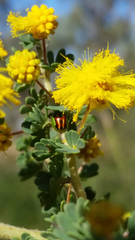 Peltoschema substriatum