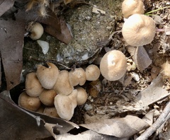 Fungi