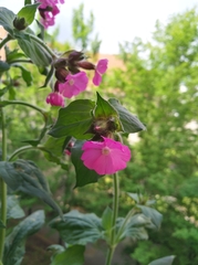 Silene dioica