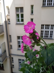 Silene dioica