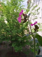 Silene dioica