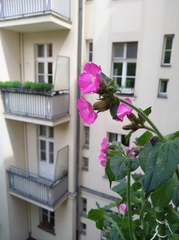 Silene dioica