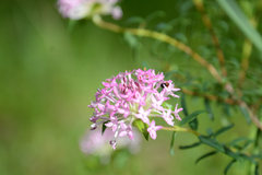 Pimelea rosea