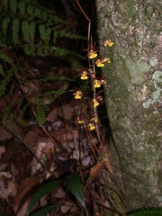 Tainia dunnii