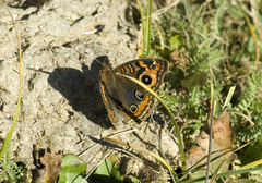 Junonia genoveva hilaris