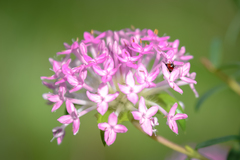 Pimelea rosea