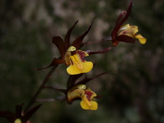 Tainia dunnii